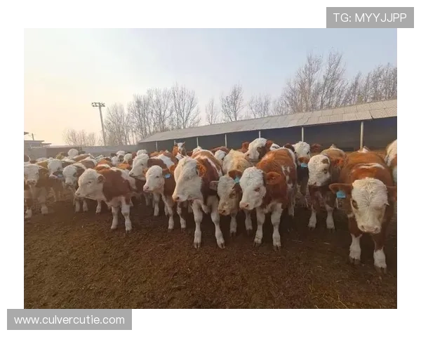 尊龙凯时app手机安全保障措施，确保玩家账号信息安全无忧